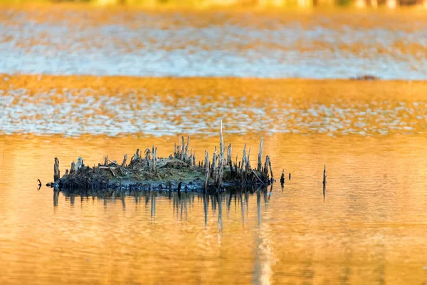 Vue magnifique sur le marais clair et la bosse au coucher du soleil — Photo