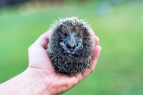 Man houdt egel op een groene achtergrond — Stockfoto