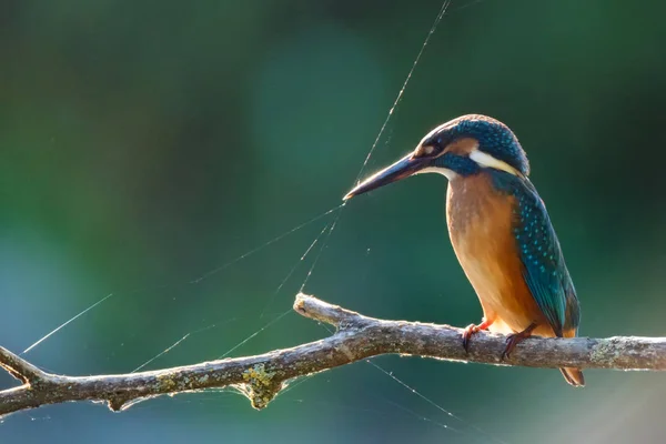 Kingfisher o Alcedo en esta perchas en rama con telaraña adjunta a ella — Foto de Stock