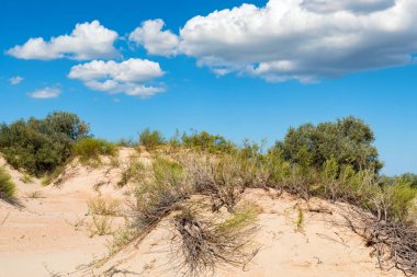 Güneşli günde yarı çöl kumve bitki örtüsü