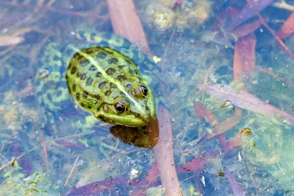 Close view dark green frog sits in river water — Stock Photo, Image