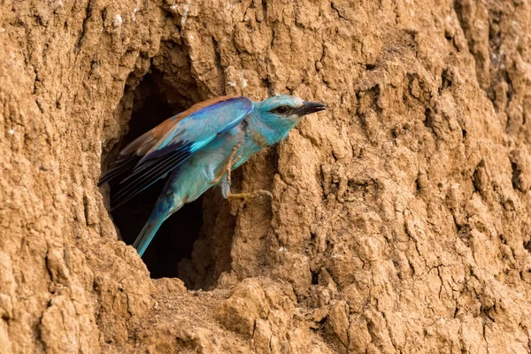 Rouleau européen adulte sauvage ou Coracias garrulus — Photo