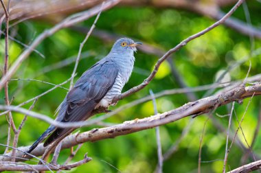 Cuckoo ya da Cuculus canorus kanorusu dallara konur