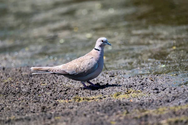 Paloma de collar o Streptopelia decaocto en tierra — Foto de Stock