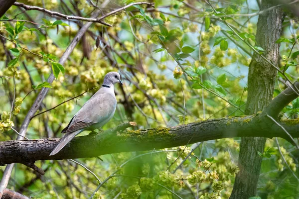 Oděv holubice nebo Streptopelia decaocto na větvi — Stock fotografie