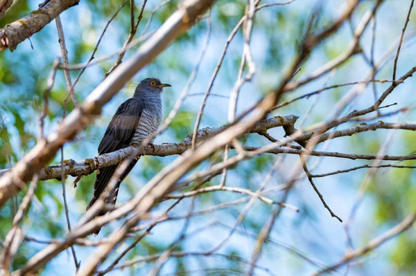 Perchoirs communs à coucou ou à coucou canorus sur une branche — Photo