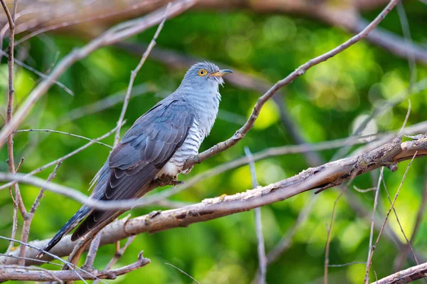 Common Cuckoo or Cuculus canorus perches on branch — Stock Photo, Image