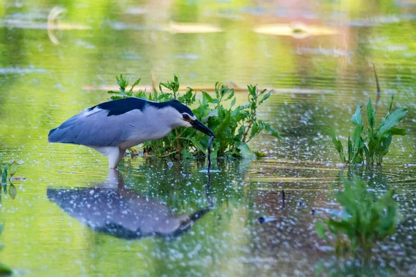 Fekete koronás Éjszakai Heron vagy Nycticorax gázolás vízben — Stock Fotó