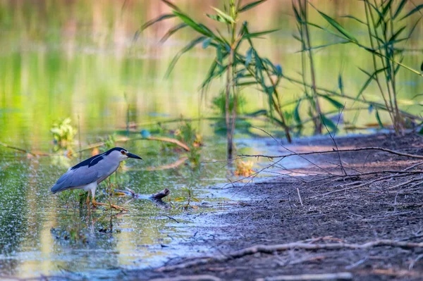 Black-crowned Night Heron or Nycticorax wading in water — Stock Photo, Image