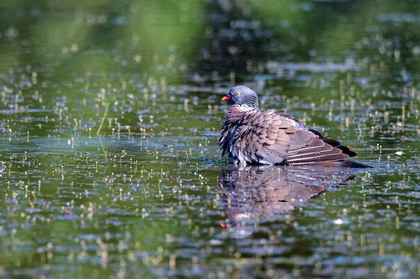 Waldtaube oder Columba palumbus — Stockfoto