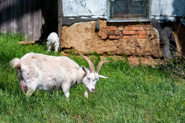 Белые домашние козьи решетки на зеленом поле — стоковое фото