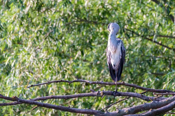 Heron gri cocoțat pe un copac — Fotografie, imagine de stoc