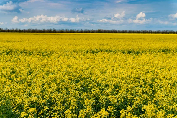 Gebied van helder geel koolzaad in het voorjaar — Stockfoto