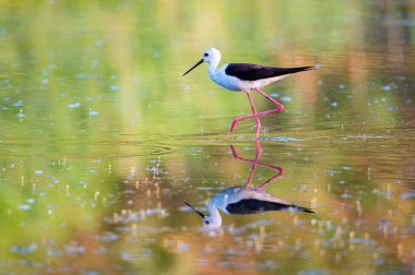 Kara kanatlı stilt ya da Himantopus himantopus bataklıkta yürür.