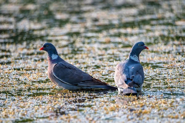 Bir çift Wood Pigeon veya Columba palumbus — Stok fotoğraf