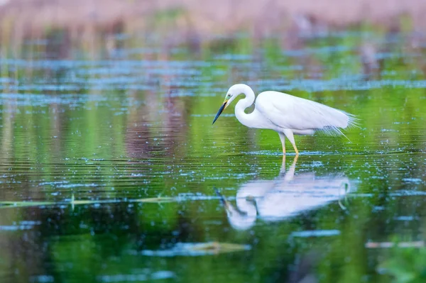 Nagy egret vagy Ardea alba gázol a vízben — Stock Fotó