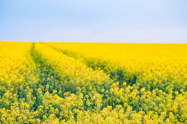 Feld mit leuchtend gelbem Raps im Frühling — Stockfoto