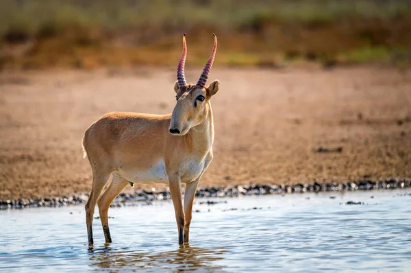 Saiga Antilope oder Saiga Tatarica in der Steppe — Stockfoto