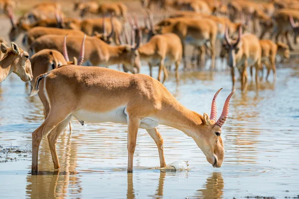 Saiga antilope o Saiga tatarica bevande in steppa — Foto Stock