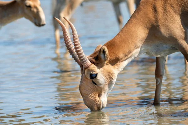 Saiga antilope o Saiga tatarica bevande in steppa — Foto Stock