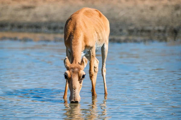 Saiga antilop eller Saiga tatarica drycker på stäppen — Stockfoto