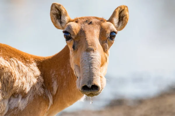 Saiga antilop eller Saiga tatarica drycker på stäppen — Stockfoto