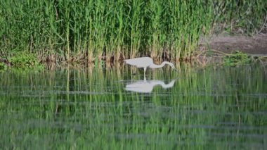 Gölde yüzen büyük balıkçıl. Yavaş çekim