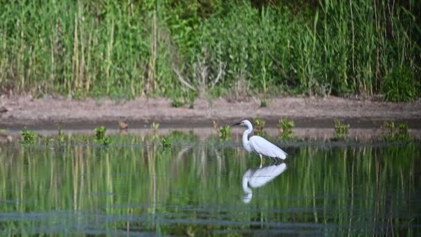 Grote berouw waadde in de vijver. Langzame beweging — Stockvideo