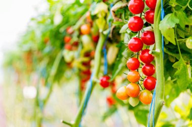 Bir serada vişneli domates yetiştiriciliğine yakın çekim