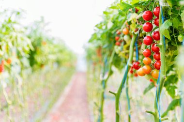 Bir serada vişneli domates yetiştiriciliğine yakın çekim