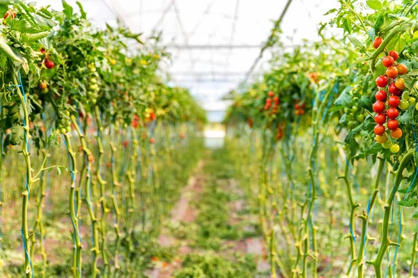 Close-up de cultivo de tomate cereja em estufa — Fotografia de Stock