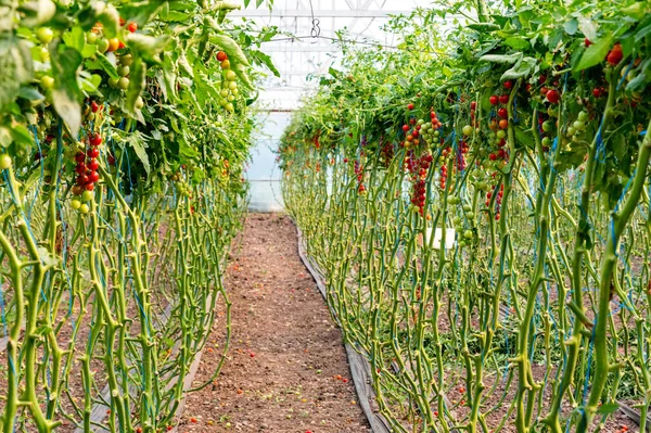 Close-up de cultivo de tomate cereja em estufa — Fotografia de Stock