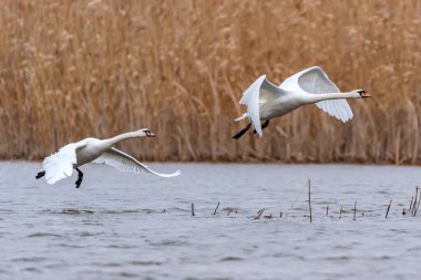 Sessiz kuğu ya da Kuğu rengi suyun üzerinde uçar.