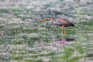 Mor balıkçıl ya da bataklıkta yürüyen ardea purpurea..