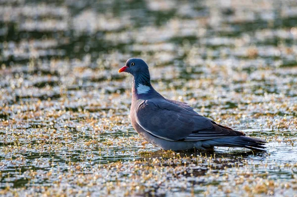 Wood Pigeon or Columba palumbus washes in water — Stock Photo, Image