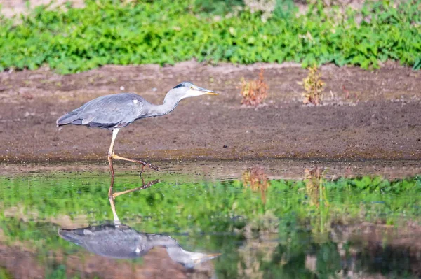 Szürke gém vagy ardea cinerea áll a vízben — Stock Fotó