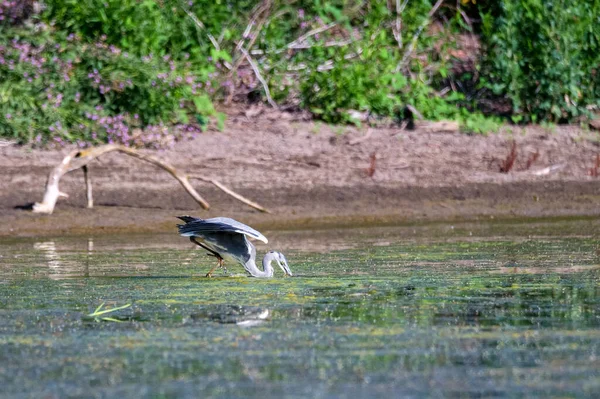 Héron gris ou ardea cinerea se tient dans l'eau — Photo