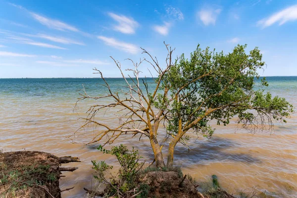 Portrait d'arbre vert et flétri au bord de la rivière — Photo