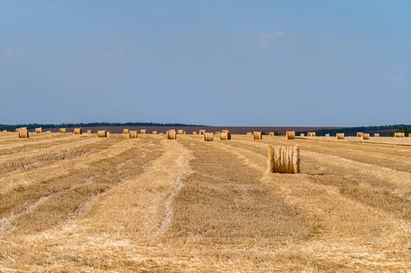 Fardos de palha em terras agrícolas com céu azul sem nuvens — Fotografia de Stock