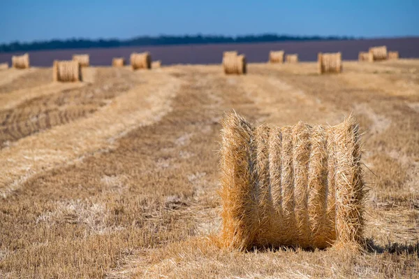 Primer plano de la paca de paja en tierras de cultivo con cielo azul sin nubes —  Fotos de Stock