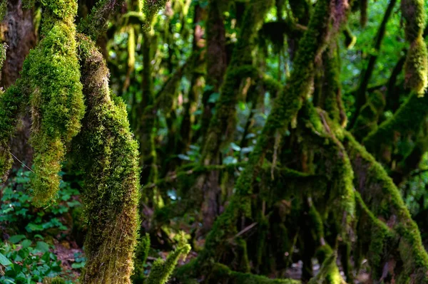 Close up de musgo crescendo em galhos de árvore. — Fotografia de Stock