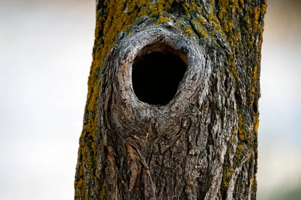 Close-up of black bottomless hollow in an autumn tree — Stock Photo, Image