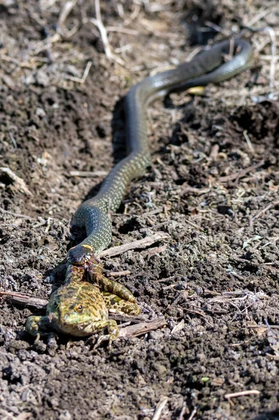 Polowanie na węża trawiastego złapało żabę — Zdjęcie stockowe