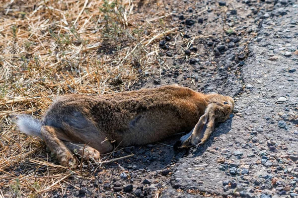 Närbild av liket av en hare påkörd av en bil — Stockfoto