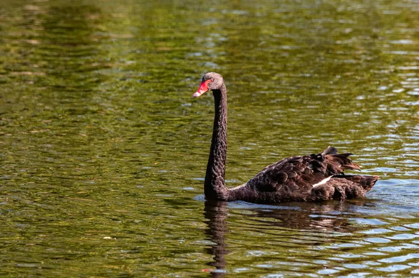 Όμορφος μαύρος κύκνος ή Cygnus atratus στο ποτάμι — Φωτογραφία Αρχείου