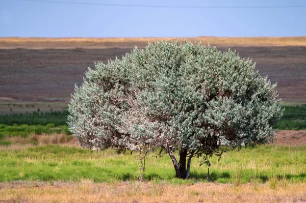 Árvore solitária cresce entre a saúde sem nuvens no Norte do Cáucaso — Fotografia de Stock