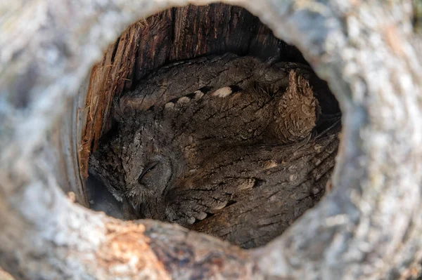 Крупный план совы или совы Отуса, спящих в полые — стоковое фото