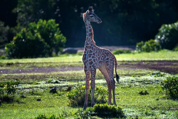 Retrato da pequena girafa no pôr do sol savana com rio — Fotografia de Stock
