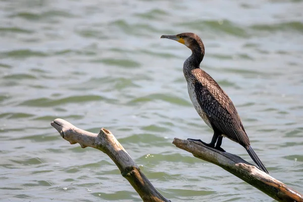 Great Cormorant or Phalacrocorax carbo in nature — Stock Photo, Image