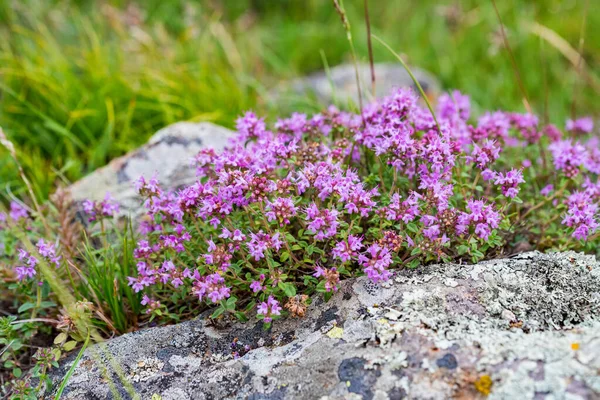 Gros plan de la floraison du thym commun ou du Thymus vulgaris close — Photo